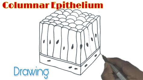 Columnar Epithelium Drawing/ How to draw Columnar Epithelium - YouTube