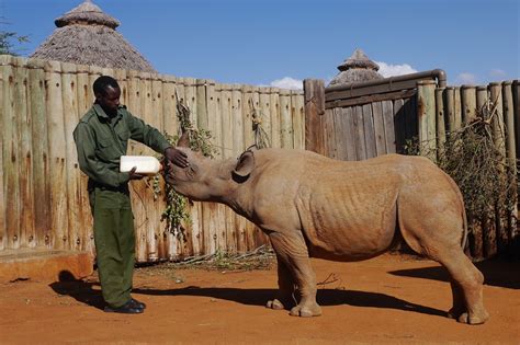 Saving Vulnerable Black Rhinos | Our Impact | Save The Rhino