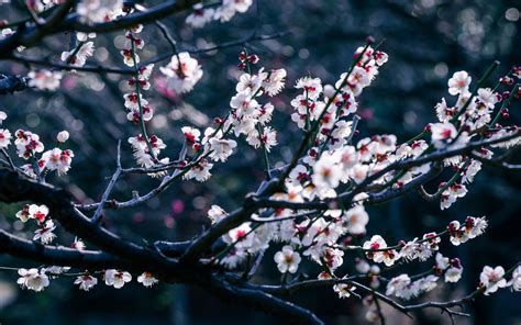 flowers, Cherry Blossom, Trees, Branch, Bokeh, Depth Of Field ...