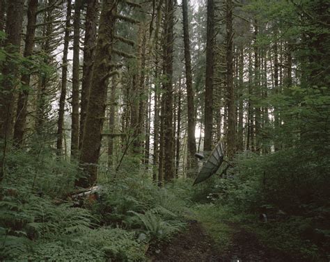 A Photographer's Forest Tale - The New York Times