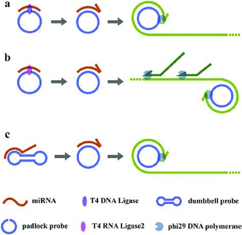 Schematic illustration of the in vitro miRNA detection methods based on ...