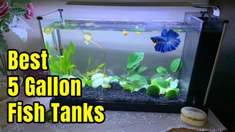 Best 5 Gallon Aquarium Fish Tanks | Setup ideas & Review ...