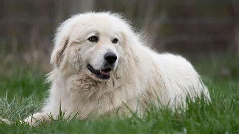 Great Pyrenees: The Majestic Mountain Guardian and Family Companion ...