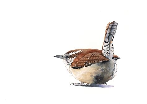 Wren Painting W001 bird wildlife art nature brown print