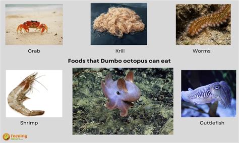 What Do Dumbo Octopus Eat [Diet & Facts] - Feeding Nature