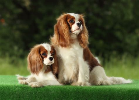 List of Best Small Dog Breeds with Pictures | 101DogBreeds.com