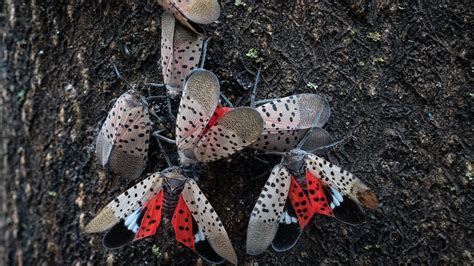 Has anyone seen Spotted Lanternflies?