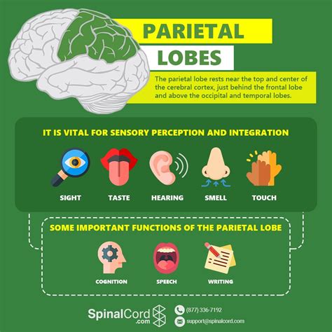 Parietal Lobe: Function, Location, and Structure