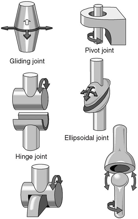 Anatomy and Physiology: Hinges, Pivots, and Saddles ? Oh My!