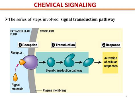 PPT - Autocrine signaling: cells respond to substances that they ...