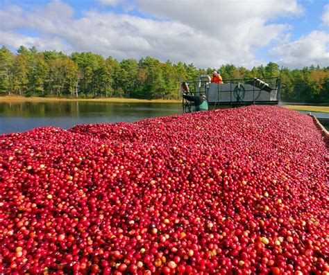 Joe's Retirement Blog: A Cranberry Harvest, Plymouth, Massachusetts, USA