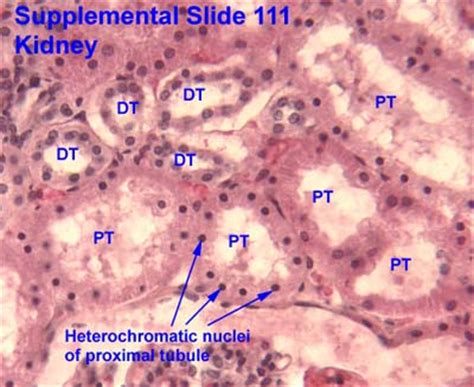 Proximal And Distal Tubules