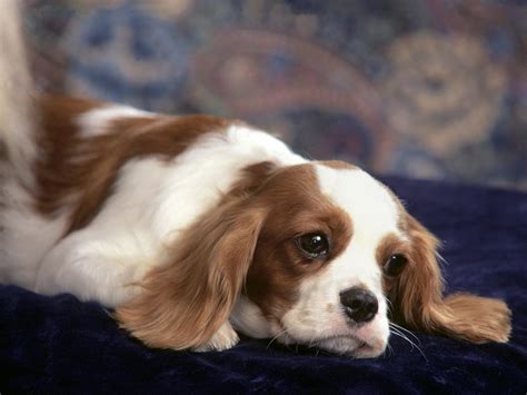 Cute Puppy Dogs: king charles spaniel puppies