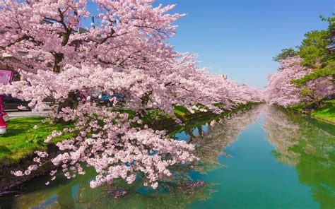 Cherry Tree Rose Flowers Green River Kawazu Town In Japan Shizuoka ...