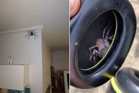 Meet The Huntsman Spider, The Arachnid Of Your Worst Nightmares