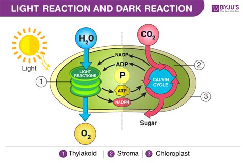 Difference Between Light Reaction And Dark Reaction