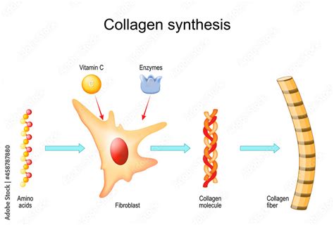 Collagen synthesis with fibroblast, Vitamin C and Enzymes Stock Vector ...