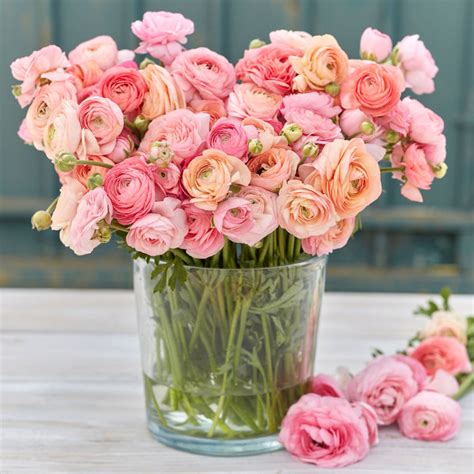 Ranunculus Bulbs | Shop 51 Varieties | Eden Brothers