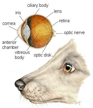 Dog Eye Anatomy