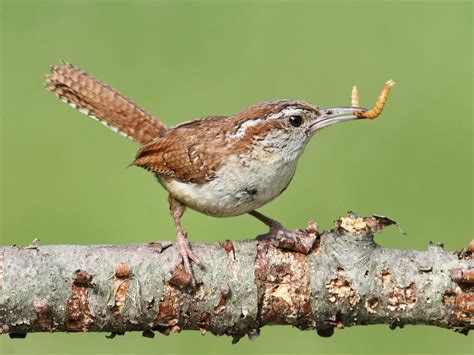 What is the State Bird of South Carolina? (And Why?) | Bird Fact