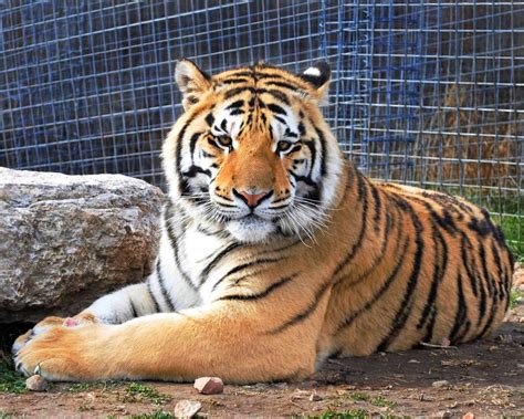 Support | National Tiger Sanctuary