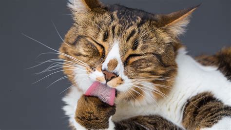 Is Your Cat Overgrooming? | PetPartners