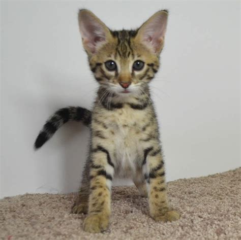 F2 Savannah Kittens Available in Ohio Savannah Cats Call 419 533 3719