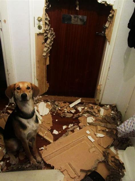 This dog who decided he'd just help you with the door. | Funny animal ...