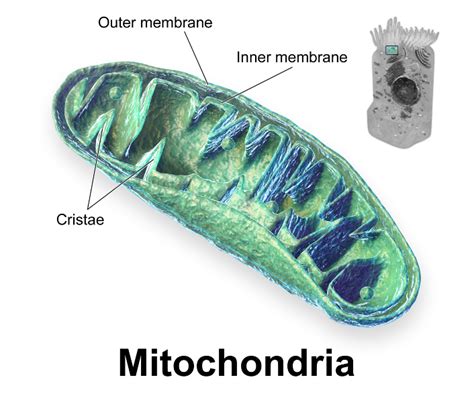 Mitochondria: Structure, Functions and Diagram – StudiousGuy