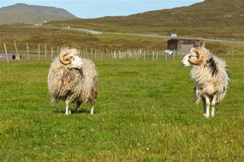 Wildlife in the Faroe Islands. Sheep on Vagar Island. Faroe Islands ...