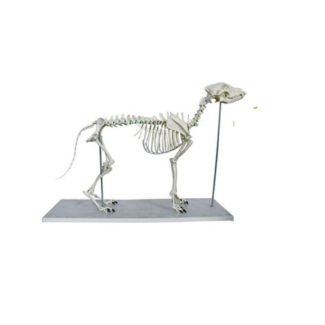 Big Dog Skeleton Model – Pet medical equipment