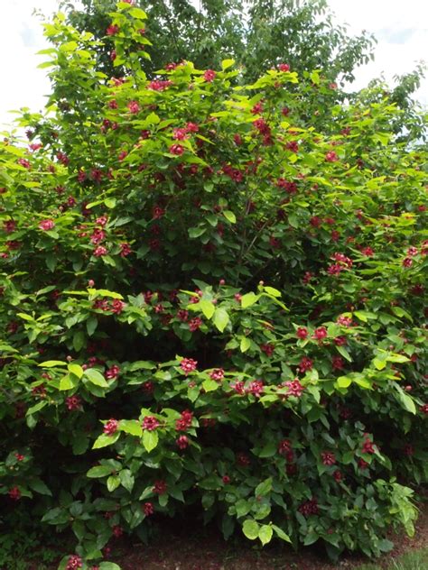 Aphrodite Sweetshrub: The Ultimate Guide To Growing This Fragrant Shrub ...