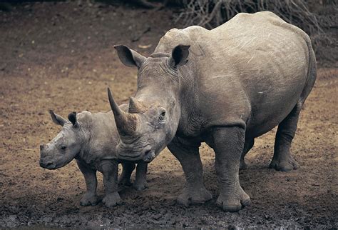 White rhinoceros | mammal | Britannica