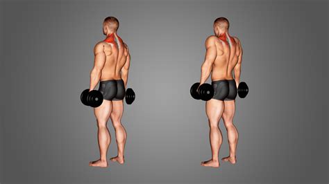 Dumbbell Shrug: Benefits, Muscles Worked, and More - Inspire US