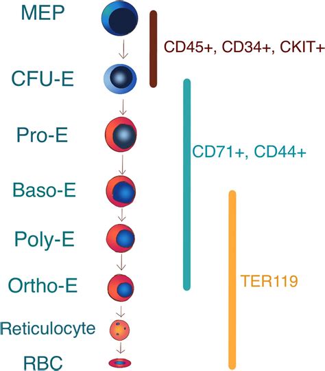 Erythroid Lineage Cells in the Liver: Novel Immune Regulators and Beyond