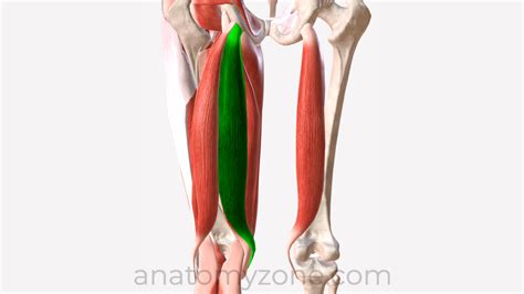 Semitendinosus - Origin, Insertion, Action, 3D Model | AnatomyZone