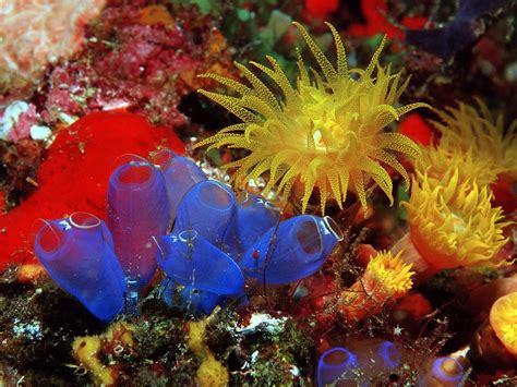 sea anemones, Coral, Underwater HD Wallpapers / Desktop and Mobile ...