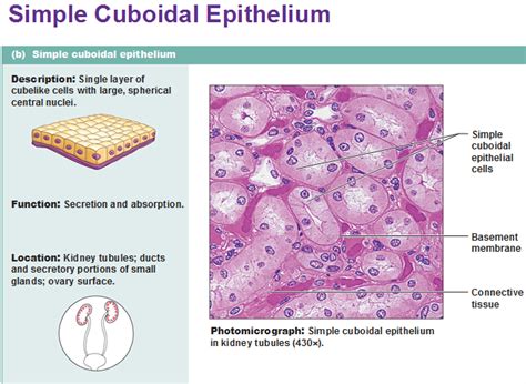 simple cuboidal epithelium