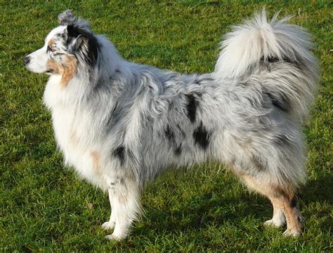 Australian Shepherd dog on the grass wallpapers and images - wallpapers ...