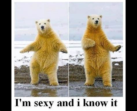 Funny Polar Bear Memes - Funny Memes