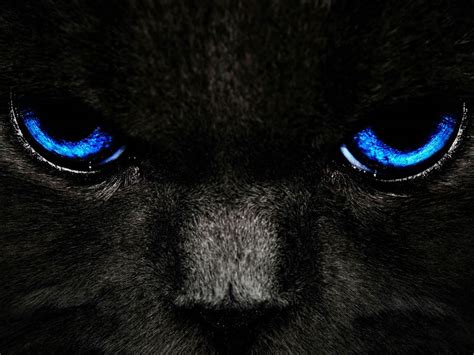 wallpapers: Black Cat Blue Eyes