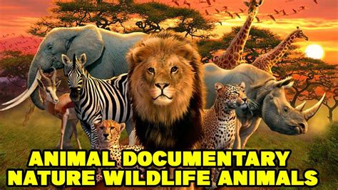 Animal Documentary 2021 Nature Wildlife Animals 2021 HD - YouTube