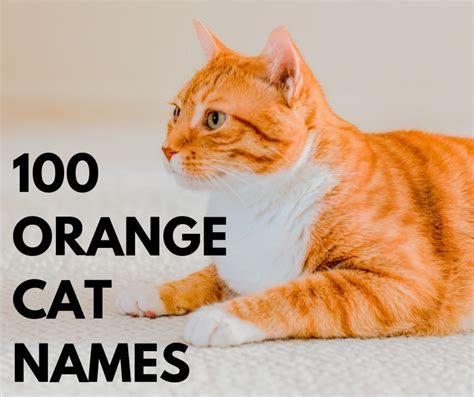 Top 100 Orange Cat Names - PetHelpful