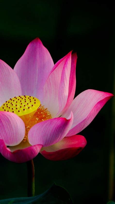 Pink Lotus Wallpapers - Top Free Pink Lotus Backgrounds - WallpaperAccess