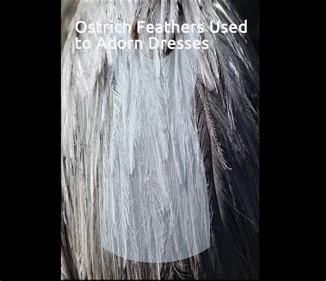 The Fascination for Ostrich Feathers