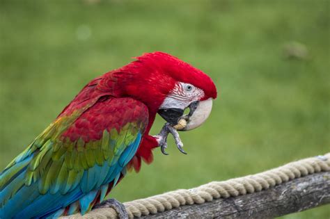 Free Images : parrot, tropical, bird, macaw, colorful, wing, color ...