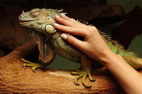 5 Iguana Types for Pets [Top List] | Pet Comments