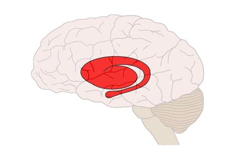 Know your brain: Striatum — Neuroscientifically Challenged