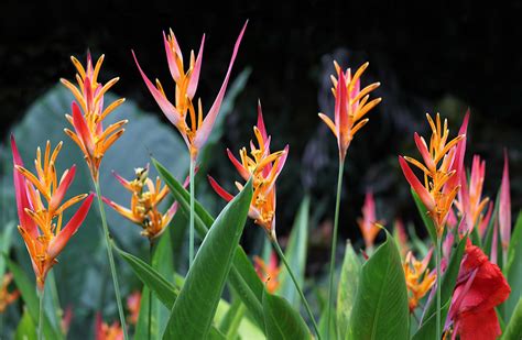 The Coolest Plants In The Amazon Rainforest - Rainforest Cruises