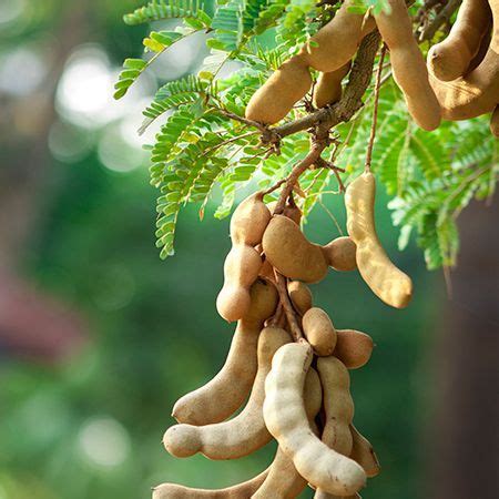 Tamarind Tree | Tamarind, Fast growing trees, Fruit trees